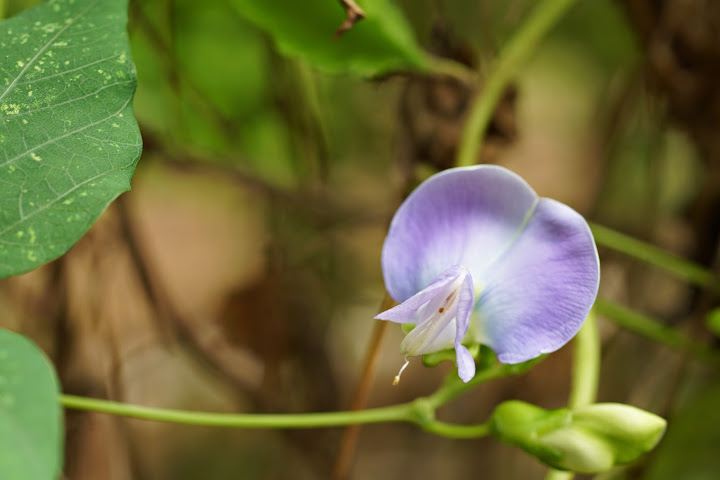 Шри-Ланка: на машине 1 100 км,  фото без комментариев, март-апрель 2013г.