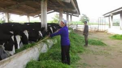 trang trai bo sua tai moc chau.3 Trang trại bò sữa ở Mộc Châu