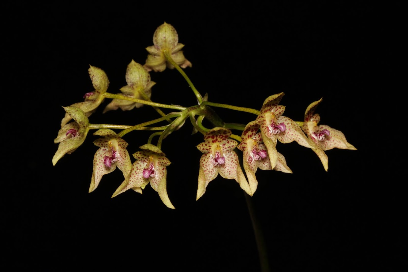 Bulbophyllum guttulatum IMG_3127