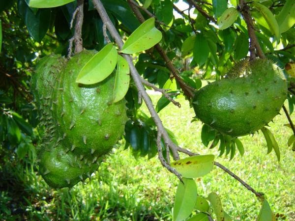 Health Tips: Guyabano, The Soursop Fruit