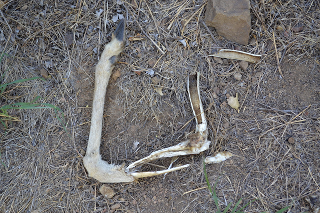 shattered bone sticking out of a furry deer leg