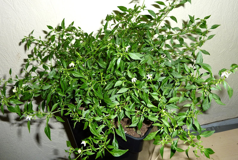 P1150318.JPG