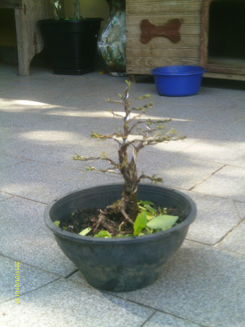 Ficus Retusa 23 cmts. ... IMAG0112