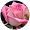 Ranasaqlain266 Arif