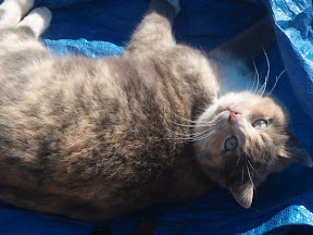 Princessa is our oldest cat. Here she is sunbathing on a tarp.