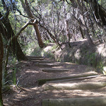 Going down to Banksia Lookout (9128)