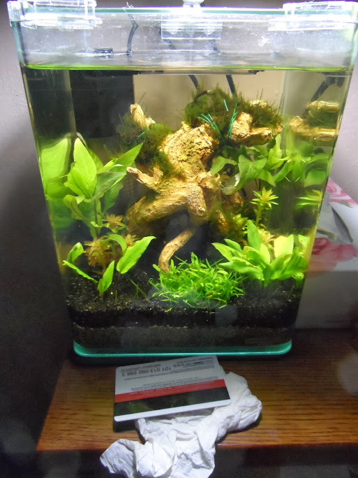 Ma petit histoire Aquariophile de 2009 à aujourd'hui  050