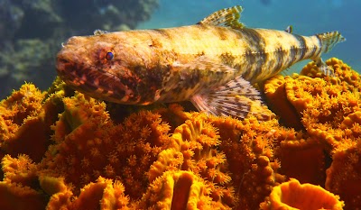 Photos of Aqaba International Dive Center