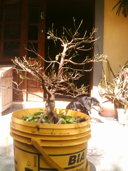 Outro  Ficus Microcarpa... IMAG0065
