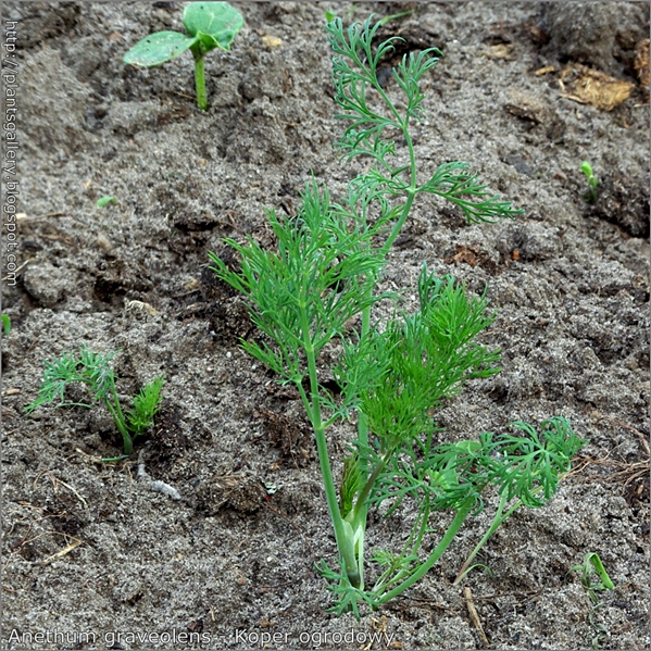 Anethum graveolens - Koper ogrodowy pokrój młodej rośliny