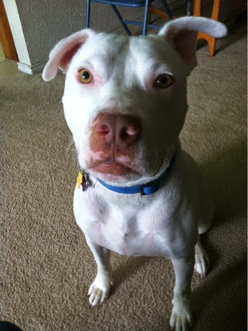 Just me writing to you: Update on Our Pit Bull's allergies
