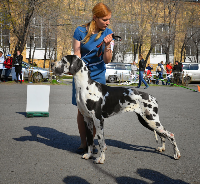 Кубок Аризоны-14(ПК)+ЧРКФ, Красноярск, 27 апреля 2014 DSC_5615