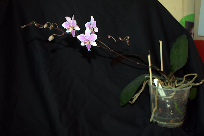 Phalaenopsis Veitchiana [Mise à jour photos] DSC_0128