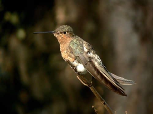Le Colibri Photo Libre De Droit De Le Colibri Abeille Oiseau Plus Petit Dans Le Monde Banque D Images Et Plus D Images Libres De Droit De Amerique Latine