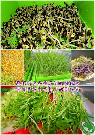 有機黑豆芽、有機苜蓿芽、有機綠花椰芽菜、有機紫高麗芽菜、有機小麥草