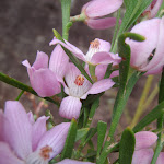 Eriostemon australasius (Pink Wax Flower) (178935)