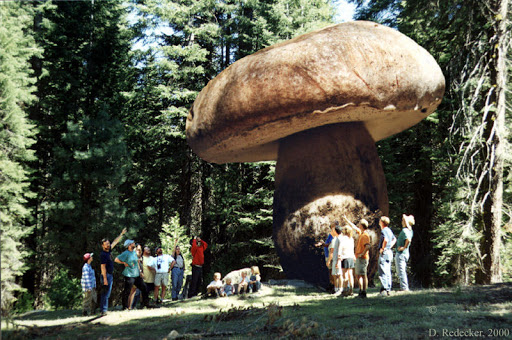 Armillaria solidipes fake