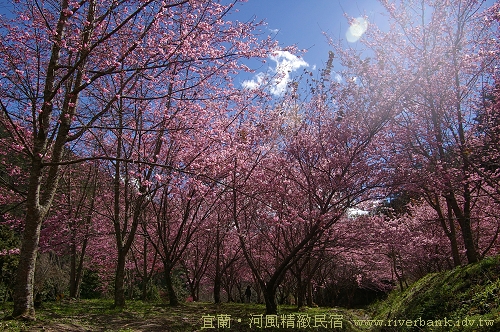 山櫻、霧社櫻、吉野櫻、八重櫻、還有特有的粉紅佳人，被美麗包圍的武陵農場。