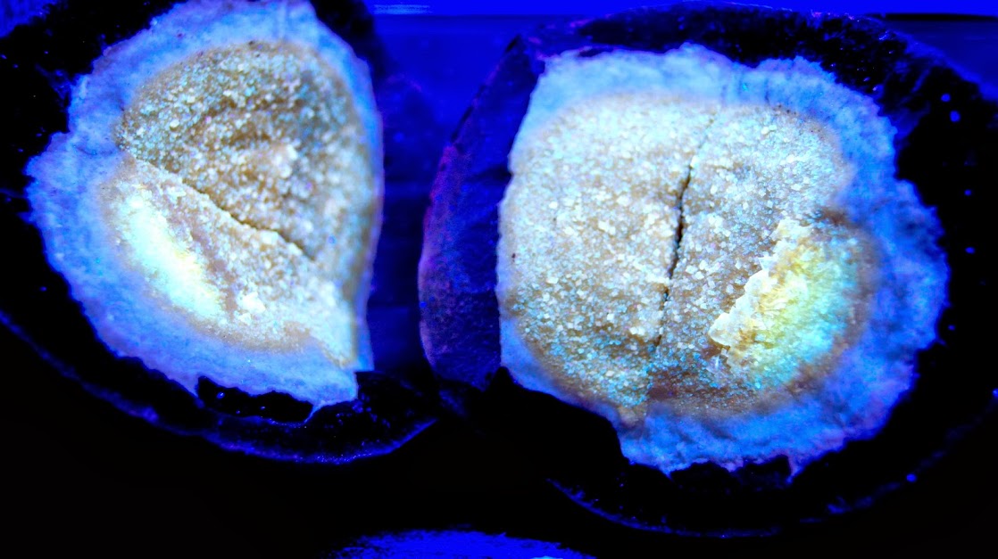 Colección de Minerales Fluorescentes - Página 3 Septaria+con+calcita%252CItalia%252CUVl