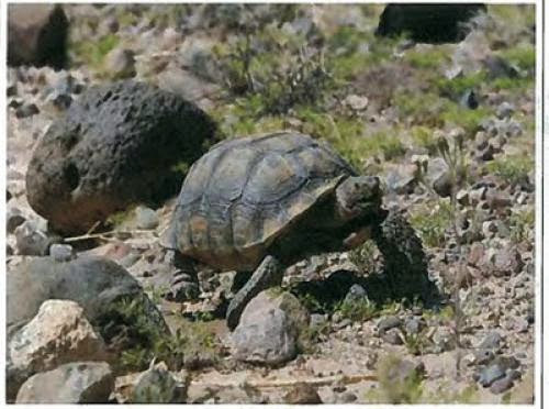 How Many Desert Tortoises At Ivanpah