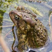 Видеть во сне Лягушка