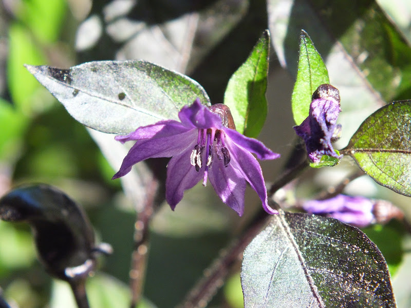 DSCF3715.JPG