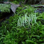 Moss on Merrits Nature Track (275315)