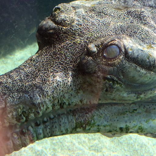 River Safari