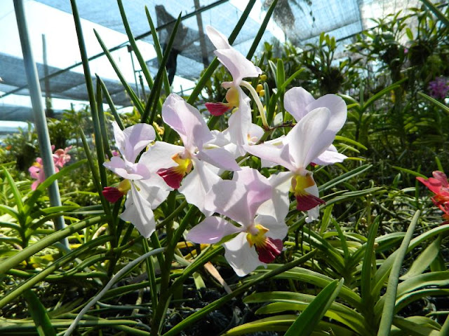 Орхидеи и прочая красота на о. Пхукет - Страница 16 DSCN0178