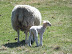 Sheep at Lawford