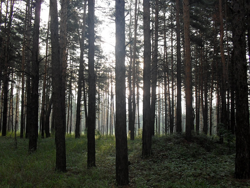 https://lh6.googleusercontent.com/-ul8piLhrGuU/TkDGoLIFEyI/AAAAAAAAAdk/Vk_IbSHPmhQ/s800/SDC13036.JPG