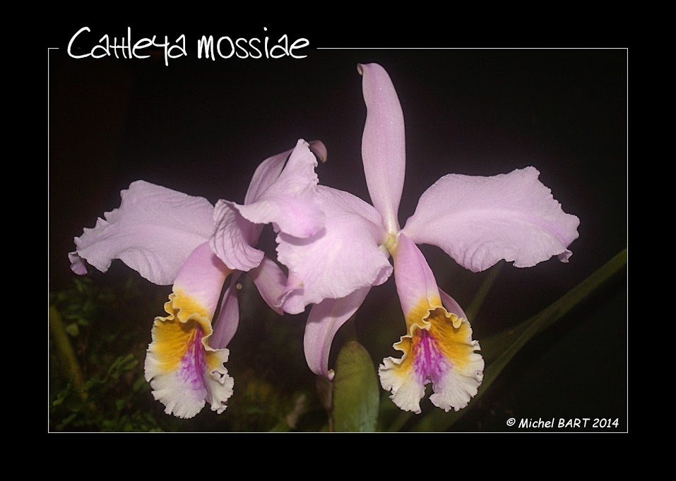 Cattleya mossiae Cattleya+mossiae