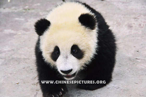 Chinese Panda Photo 7