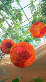 Gorgeous flowers inside the Conservatory Area, cultivated botanical gardens in the atrium of The Wynn