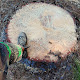 Abbott Tree Removal