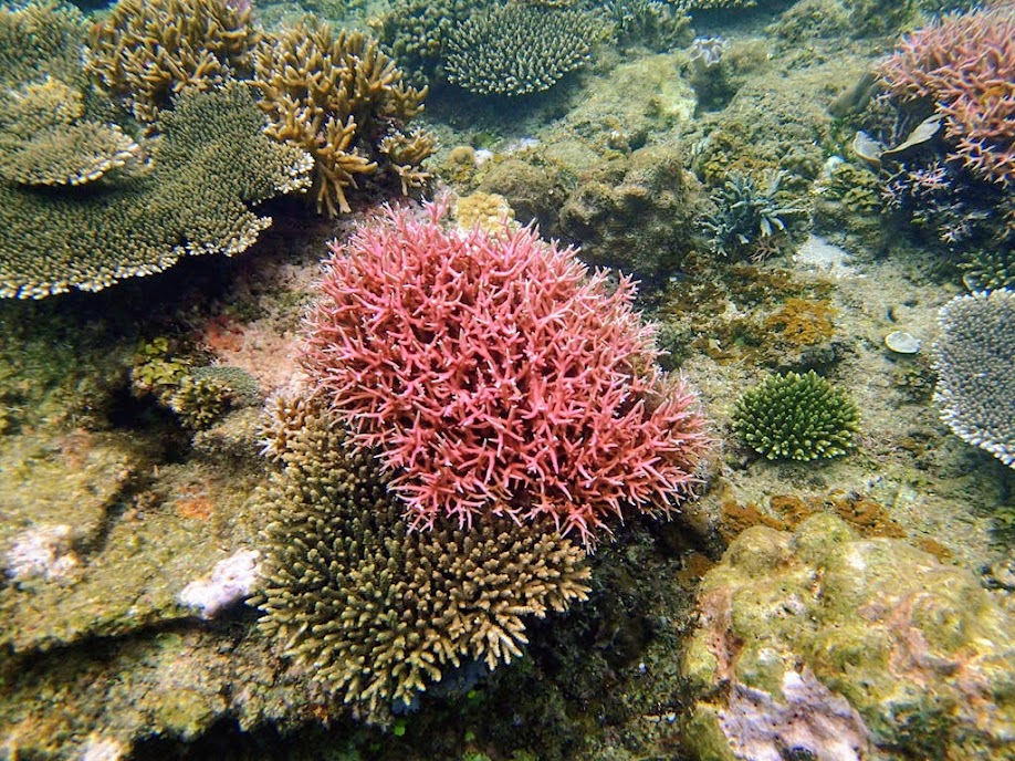 Coral reef, El Nido, Palawan, Philippines.