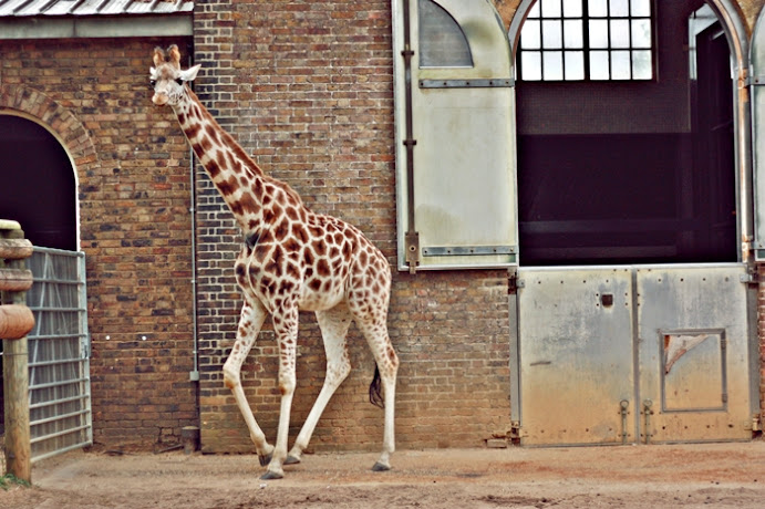 zoo w londynie żyrafa