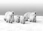 Zoologist Dr. Susan J. Crockford on the Polar Bear endangered species con