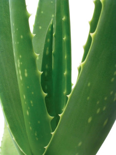 Kandungan Phytochi aloe vera Kandungan Phytochi