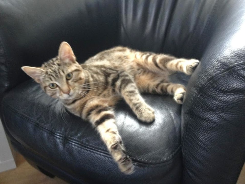 Aslan petit chaton adopt il y a 3 mois est devenu grand IMG_2849