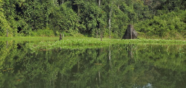 Dense Tropical rainforests of Royal Belum State Park, Malaysia
