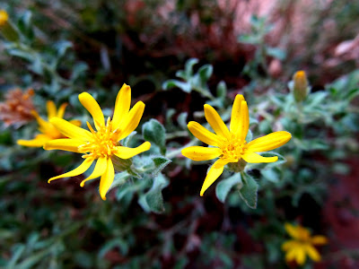 Flowers under Colonnade Arch