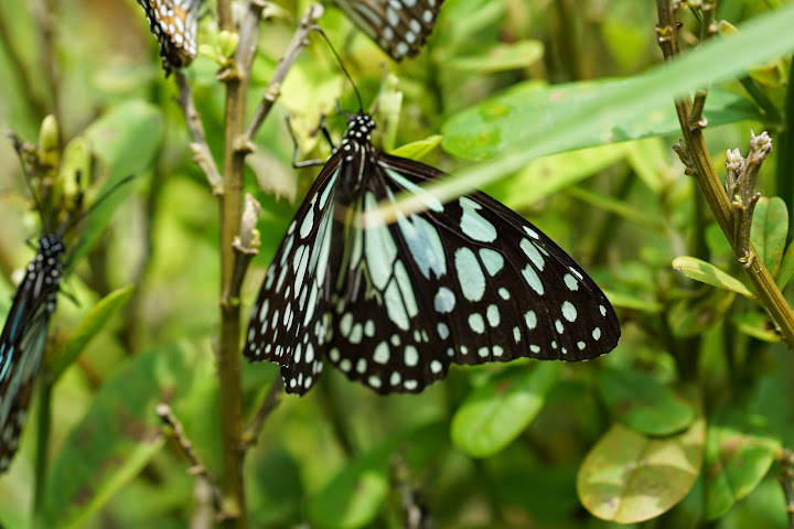 Шри-Ланка: на машине 1 100 км,  фото без комментариев, март-апрель 2013г.