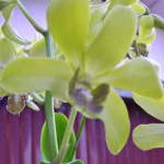 My Orchid Garden 2011