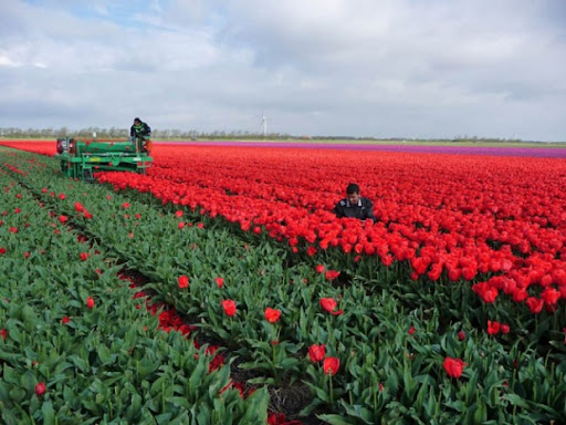 Tulip-Fields-in-the-Netherlands-14