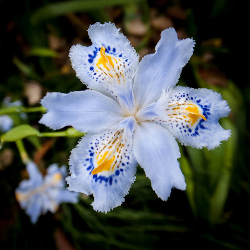 Spring