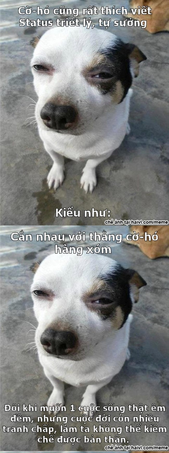 Cờ-Hó Story :3