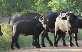 Wildlife Photos of Cape Buffalo