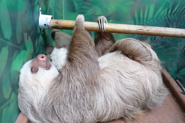 I know, any excuse for a sloth picture. I can make it relevant!