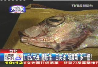 地震魚1.5公尺